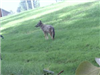 Coyote Pup From the Forest Street Area in Methuen