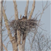 Great Horned Owl Nesting in Methuen
